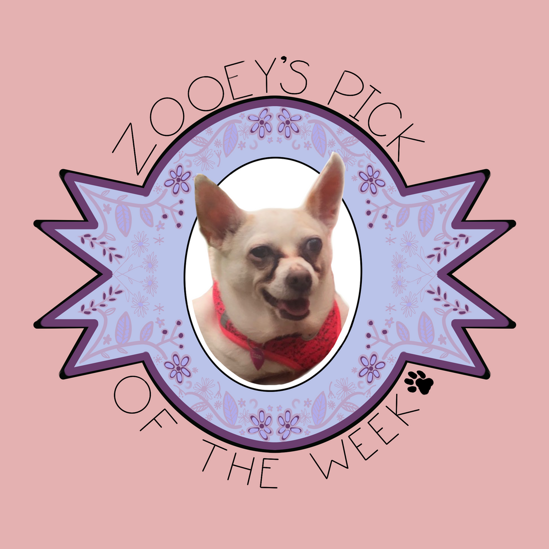 Zooey’s Pick of the Week